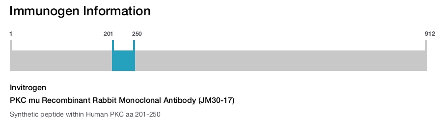 PKC mu Recombinant Rabbit Monoclonal Antibody (JM30-17)