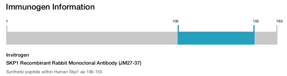 SKP1 Recombinant Rabbit Monoclonal Antibody (JM27-37)