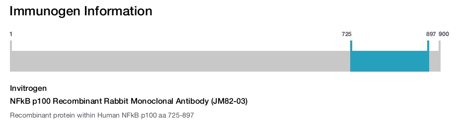 NFkB p100 Recombinant Rabbit Monoclonal Antibody (JM82-03)