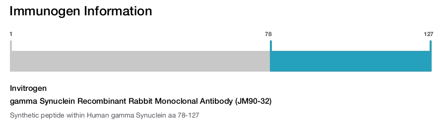 gamma Synuclein Recombinant Rabbit Monoclonal Antibody (JM90-32)