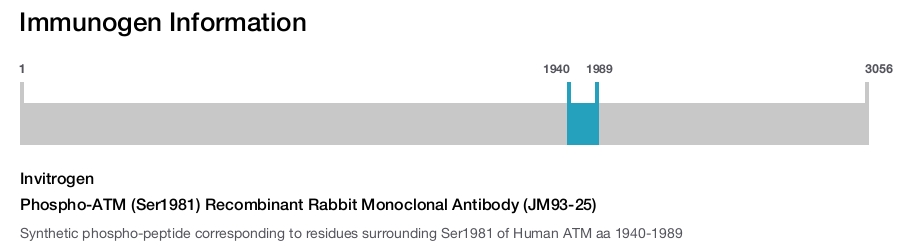 Phospho-ATM (Ser1981) Recombinant Rabbit Monoclonal Antibody (JM93-25)