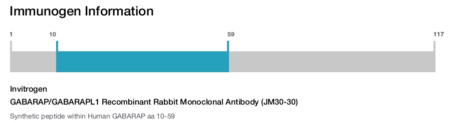 GABARAP/GABARAPL1 Recombinant Rabbit Monoclonal Antibody (JM30-30)