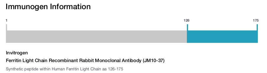 Ferritin Light Chain Recombinant Rabbit Monoclonal Antibody (JM10-37)