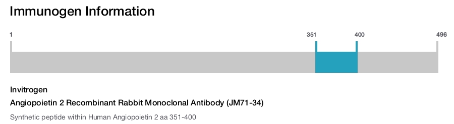 Angiopoietin 2 Recombinant Rabbit Monoclonal Antibody (JM71-34)