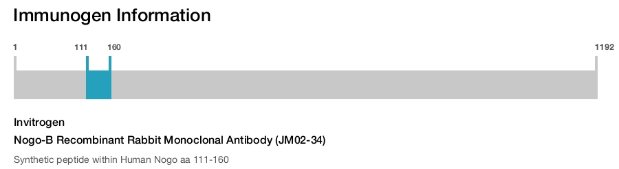 Nogo-B Recombinant Rabbit Monoclonal Antibody (JM02-34)
