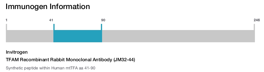 TFAM Recombinant Rabbit Monoclonal Antibody (JM32-44)