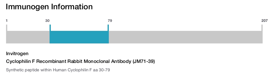 Cyclophilin F Recombinant Rabbit Monoclonal Antibody (JM71-39)