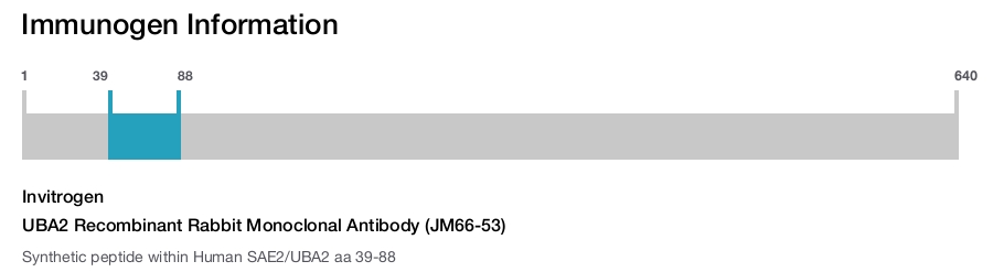 UBA2 Recombinant Rabbit Monoclonal Antibody (JM66-53)
