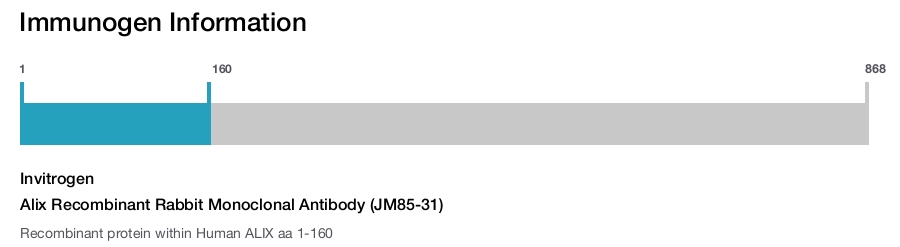 Alix Recombinant Rabbit Monoclonal Antibody (JM85-31)