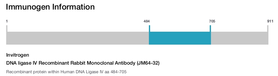 DNA ligase IV Recombinant Rabbit Monoclonal Antibody (JM64-32)