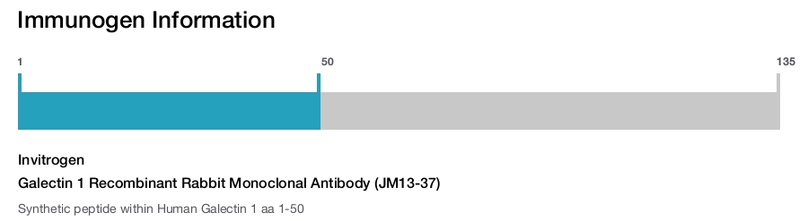 Galectin 1 Recombinant Rabbit Monoclonal Antibody (JM13-37)
