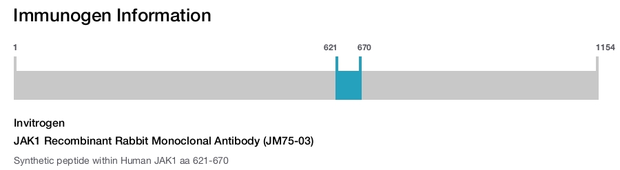 JAK1 Recombinant Rabbit Monoclonal Antibody (JM75-03)