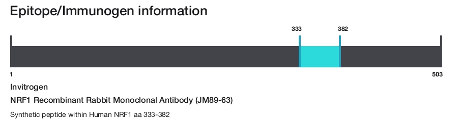 NRF1 Recombinant Rabbit Monoclonal Antibody (JM89-63)