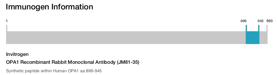 OPA1 Recombinant Rabbit Monoclonal Antibody (JM81-35)