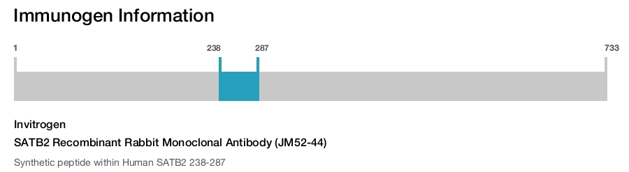 SATB2 Recombinant Rabbit Monoclonal Antibody (JM52-44)