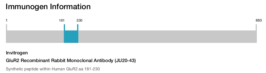GluR2 Recombinant Rabbit Monoclonal Antibody (JU20-43)