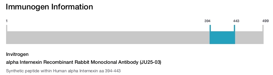 alpha Internexin Recombinant Rabbit Monoclonal Antibody (JU25-03)