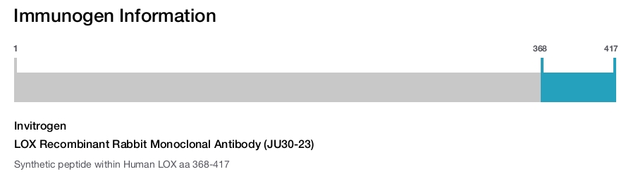 LOX Recombinant Rabbit Monoclonal Antibody (JU30-23)