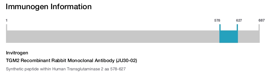TGM2 Recombinant Rabbit Monoclonal Antibody (JU30-02)