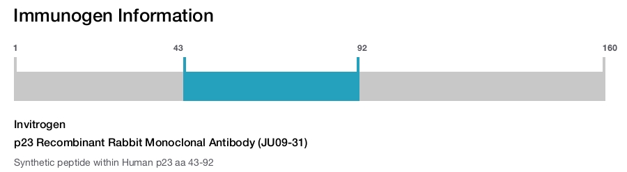 p23 Recombinant Rabbit Monoclonal Antibody (JU09-31)