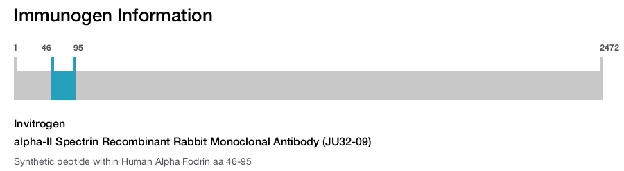 alpha-II Spectrin Recombinant Rabbit Monoclonal Antibody (JU32-09)