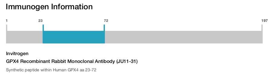 GPX4 Recombinant Rabbit Monoclonal Antibody (JU11-31)