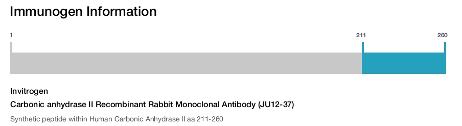 Carbonic anhydrase II Recombinant Rabbit Monoclonal Antibody (JU12-37)