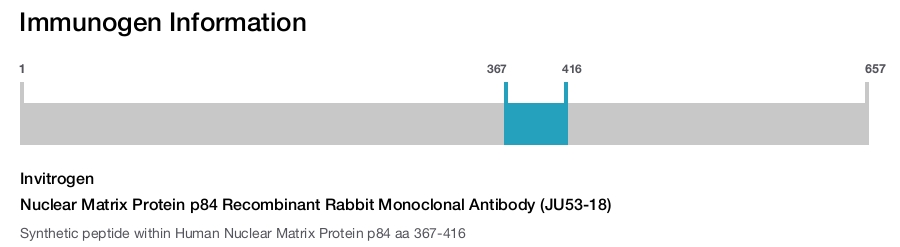 Nuclear Matrix Protein p84 Recombinant Rabbit Monoclonal Antibody (JU53-18)