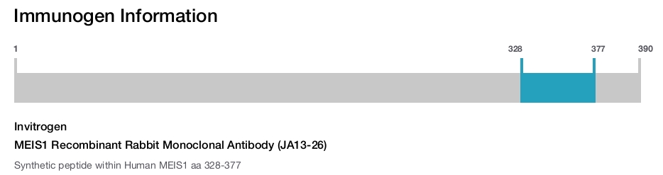 MEIS1 Recombinant Rabbit Monoclonal Antibody (JA13-26)