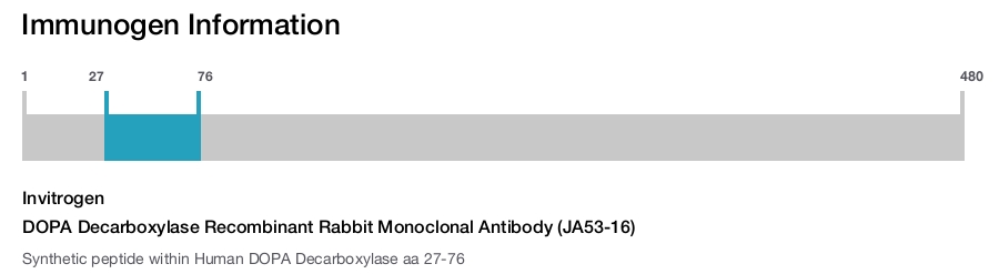 DOPA Decarboxylase Recombinant Rabbit Monoclonal Antibody (JA53-16)