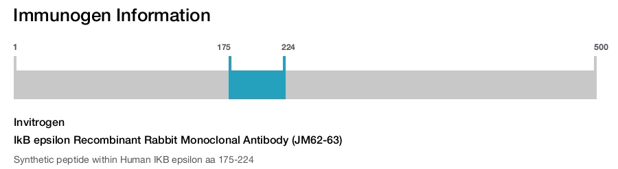 IkB epsilon Recombinant Rabbit Monoclonal Antibody (JM62-63)