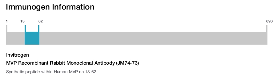MVP Recombinant Rabbit Monoclonal Antibody (JM74-73)