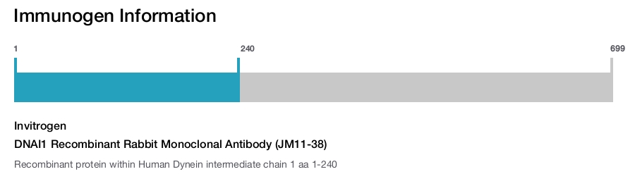 DNAI1 Recombinant Rabbit Monoclonal Antibody (JM11-38)