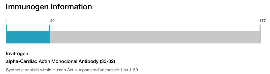 alpha-Cardiac Actin Monoclonal Antibody (33-32)