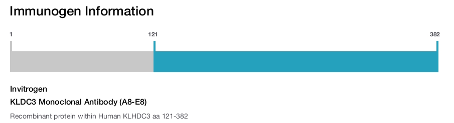 KLDC3 Monoclonal Antibody (A8-E8)