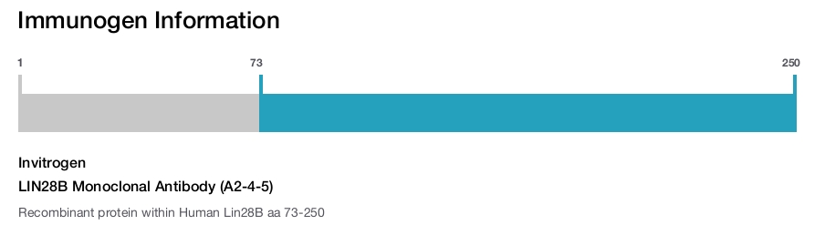 LIN28B Monoclonal Antibody (A2-4-5)