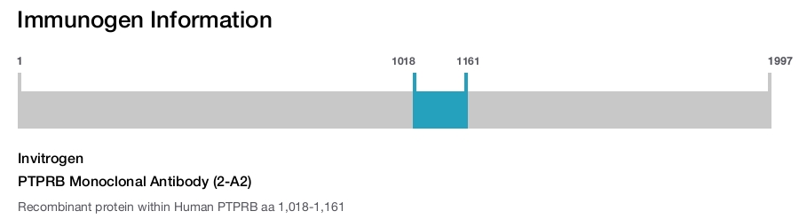 PTPRB Monoclonal Antibody (2-A2)