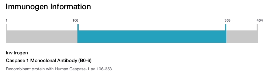 Caspase 1 Monoclonal Antibody (B0-6)