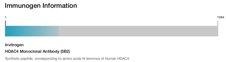 HDAC4 Monoclonal Antibody (5B2)