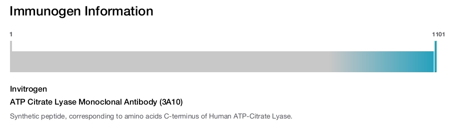 ATP Citrate Lyase Monoclonal Antibody (3A10)