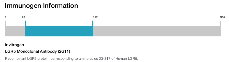 LGR5 Monoclonal Antibody (2G11)