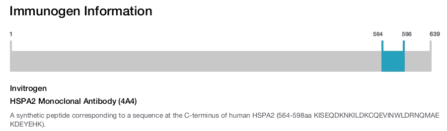 HSPA2 Monoclonal Antibody (4A4)