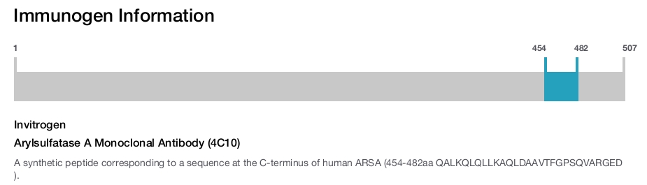 Arylsulfatase A Monoclonal Antibody (4C10)
