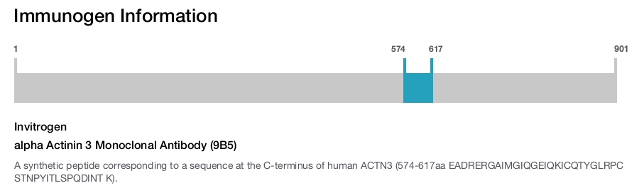 alpha Actinin 3 Monoclonal Antibody (9B5)