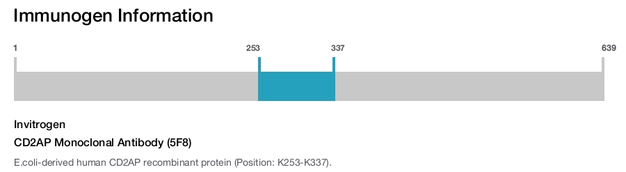 CD2AP Monoclonal Antibody (5F8)