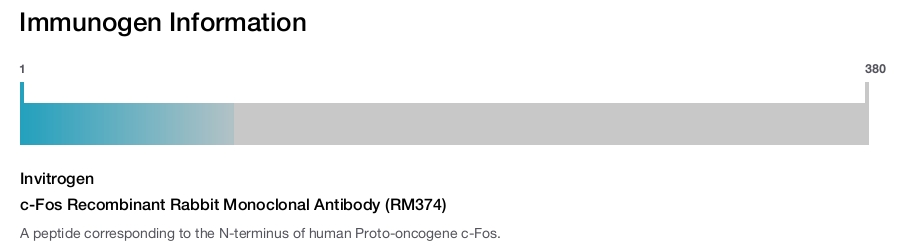 c-Fos Recombinant Rabbit Monoclonal Antibody (RM374)