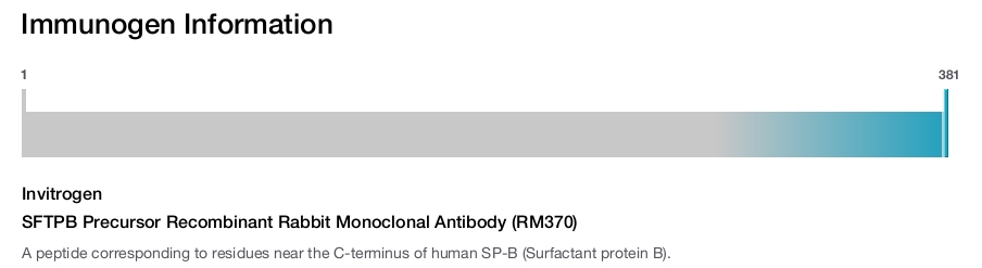 SFTPB Precursor Recombinant Rabbit Monoclonal Antibody (RM370)