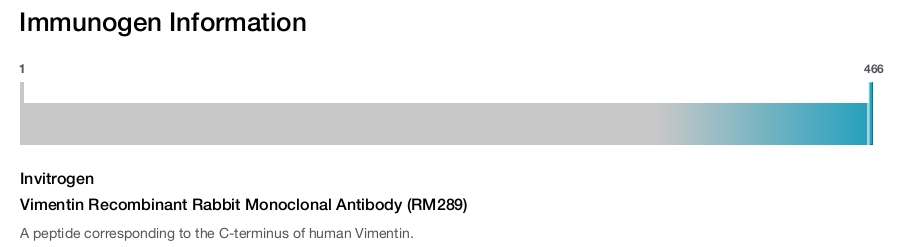 Vimentin Recombinant Rabbit Monoclonal Antibody (RM289)