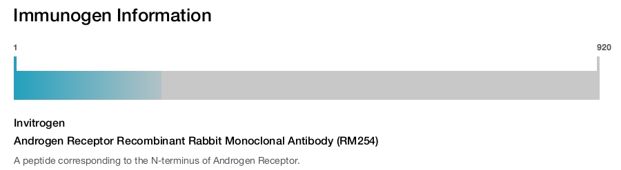 Androgen Receptor Recombinant Rabbit Monoclonal Antibody (RM254)