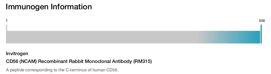 CD56 (NCAM) Recombinant Rabbit Monoclonal Antibody (RM315)